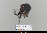 藏品(中國湖北皮影戲偶頭-淨)的圖片